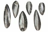 Lot: to Polished Orthoceras Fossils - Pieces #136401-1